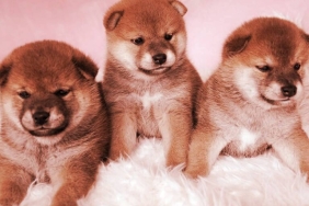 coinbaseten-shiba-inu-floki-ve-bonk-icin-mujde-8FccOKAr.jpg