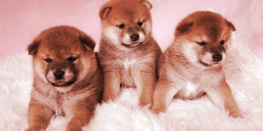 coinbaseten-shiba-inu-floki-ve-bonk-icin-mujde-8FccOKAr.jpg